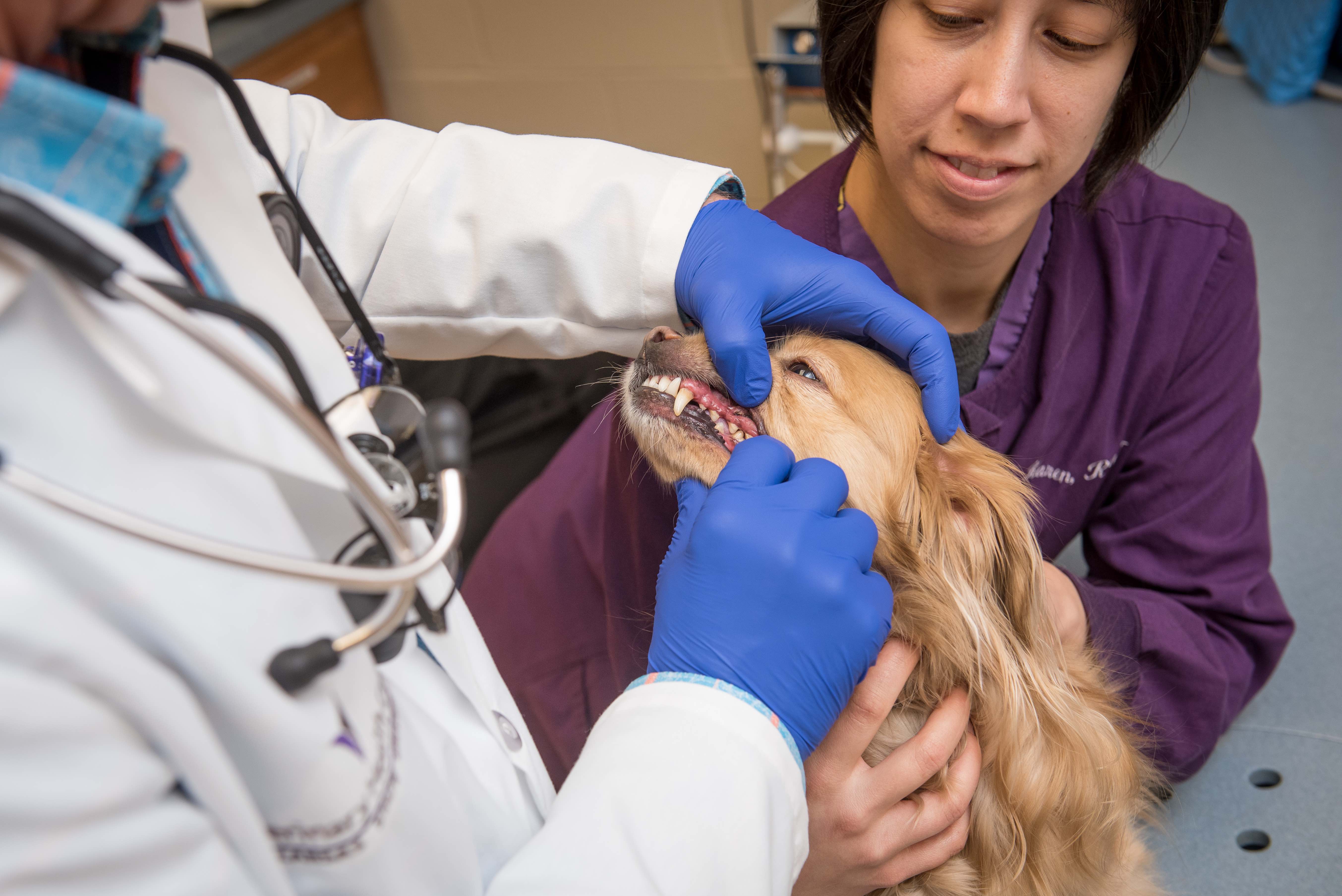 K state 2024 vet clinic